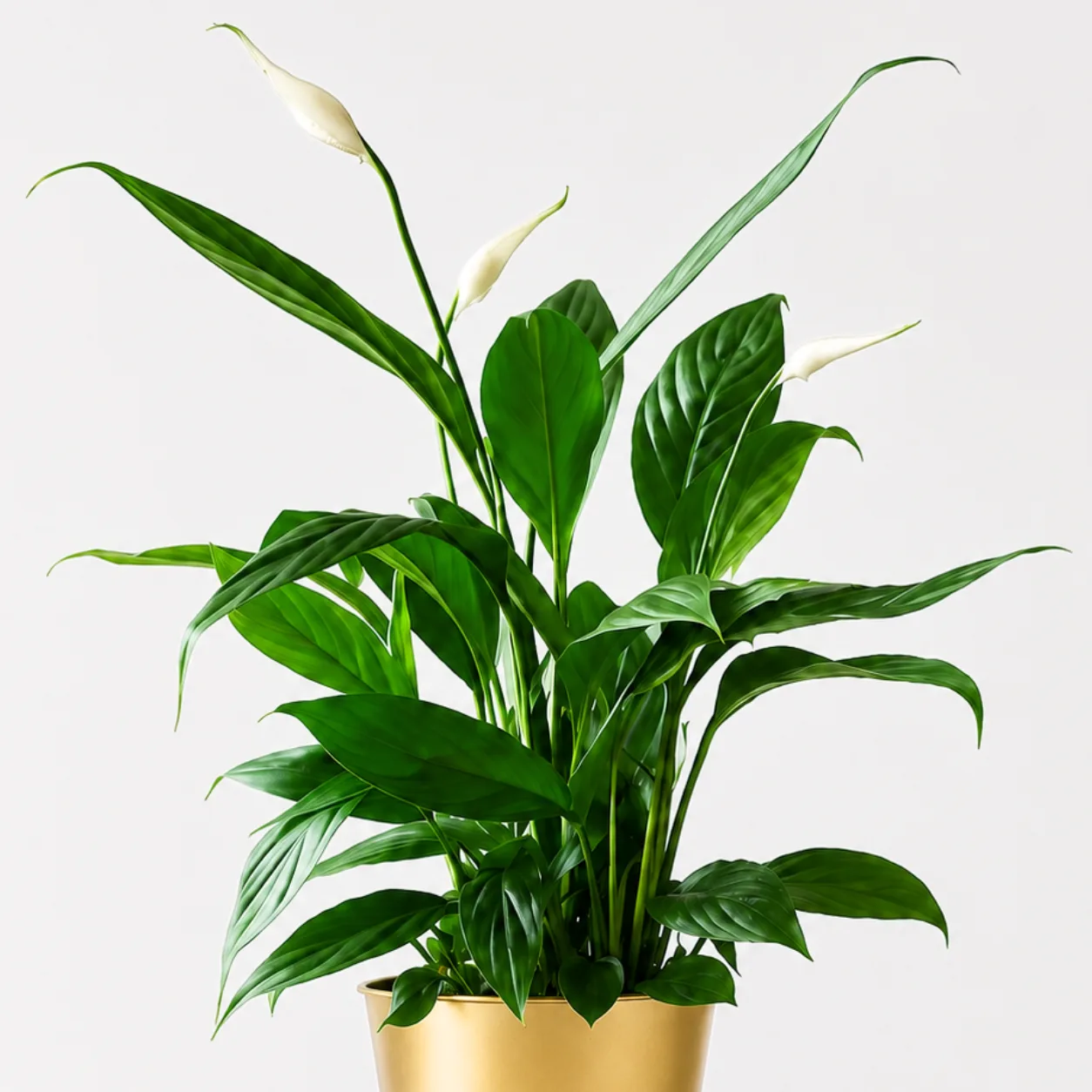 Peace Lily Plant in Gold Pot for office, home, housewarming and special occasion gifting