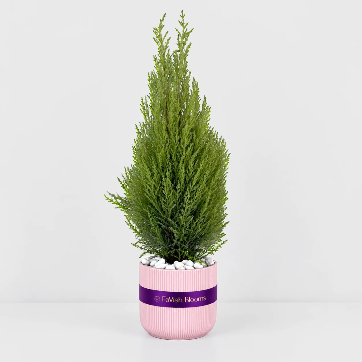 Conifer Plant in Pink Ceramic Pot for Home and Office Décor