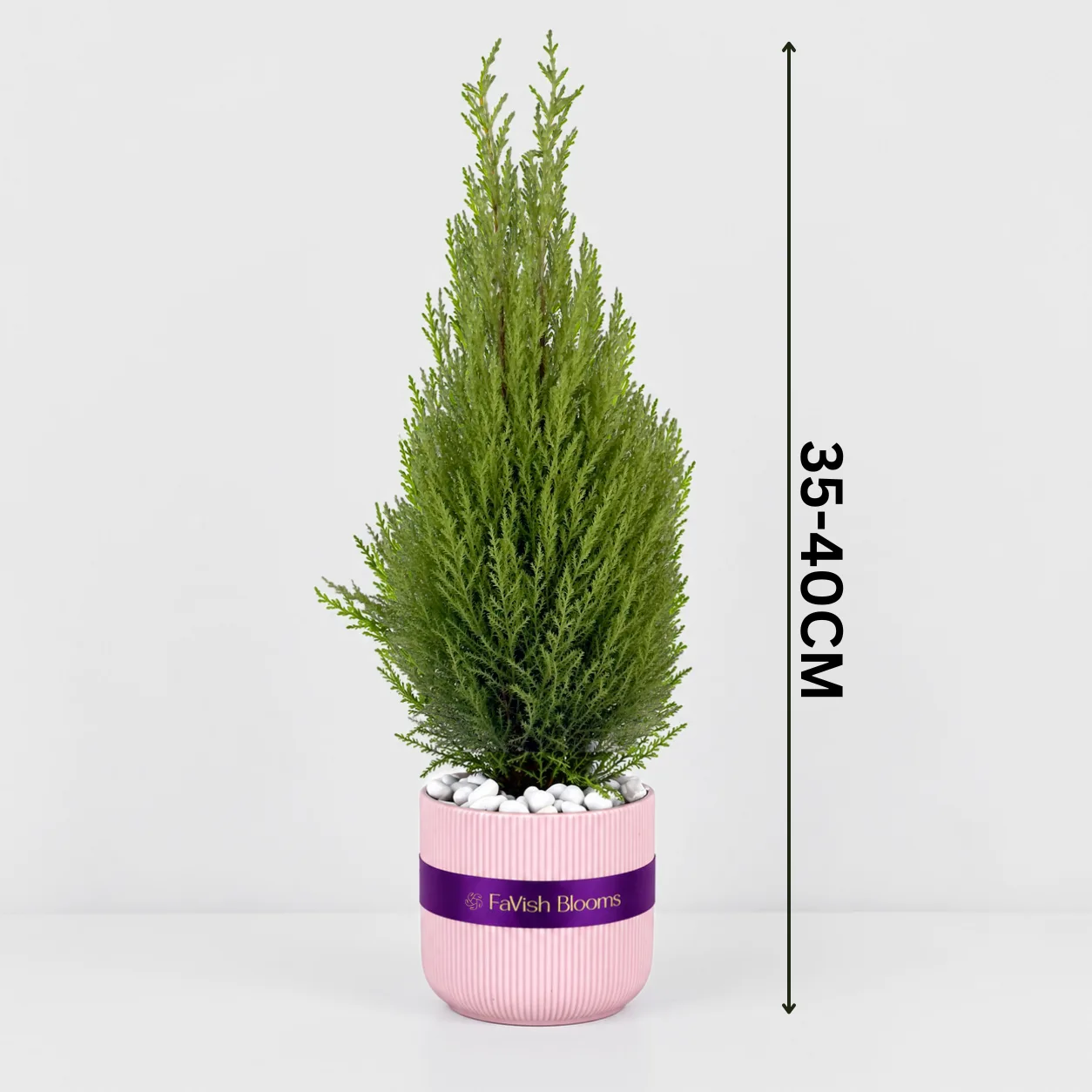 Fresh Green Conifer Plant in Elegant Pink Ceramic Pot