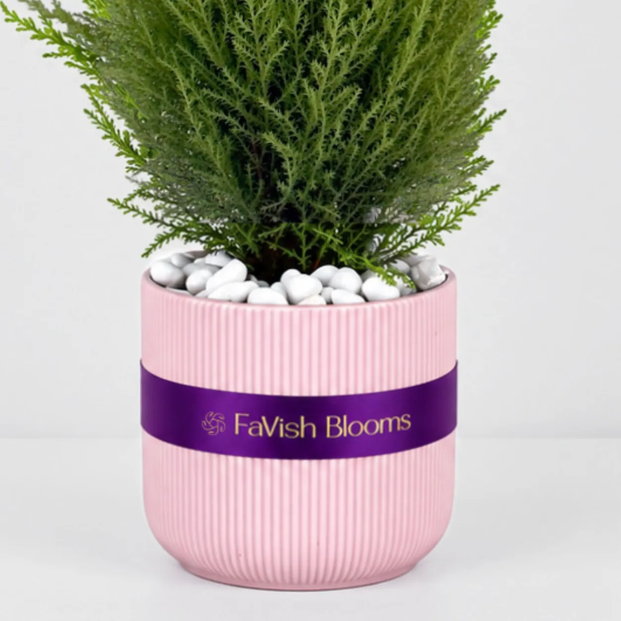 Decorative Conifer Plant in Pink Ceramic Pot Dubai