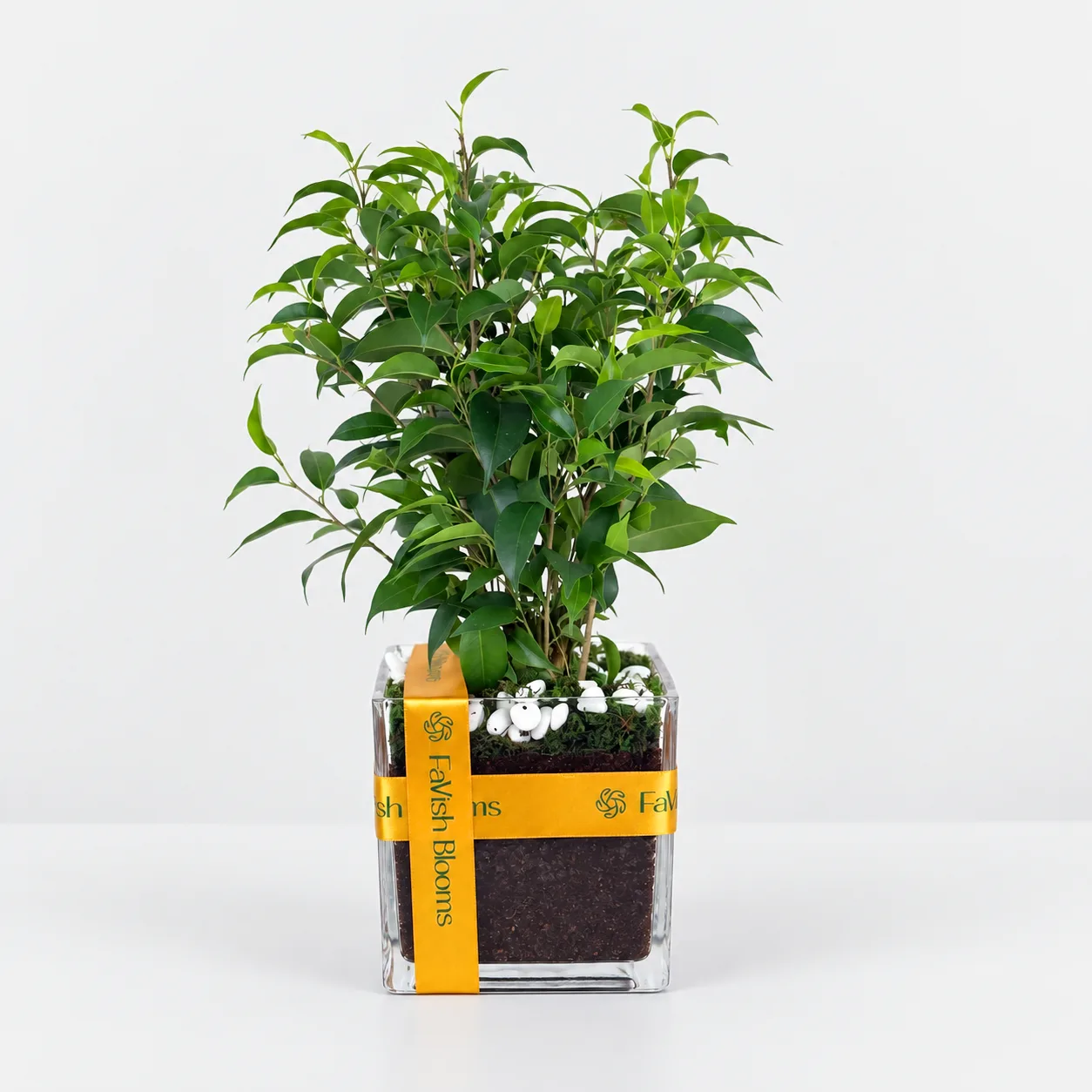 Ficus Benjamina Plant in Vase for Indoor Home and Office Décor