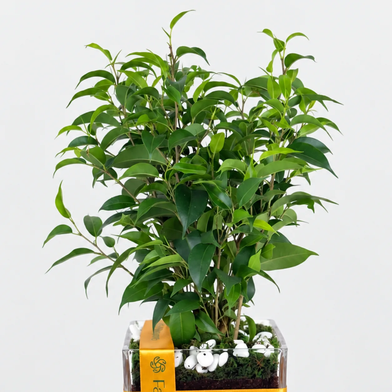 Green Ficus Benjamina Indoor Plant in Decorative Vase