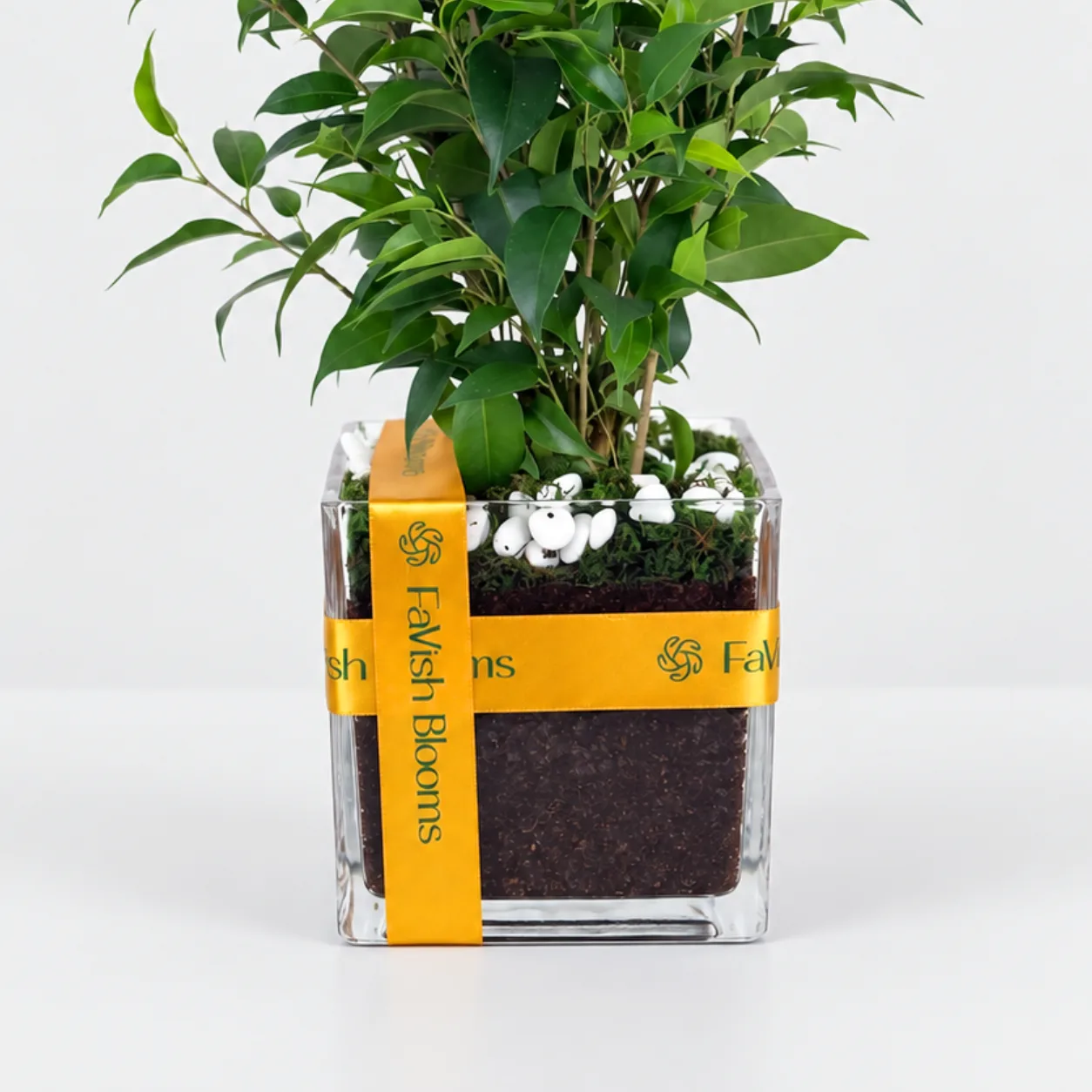 Ficus Benjamina Plant in Stylish Vase – Indoor Plant Dubai