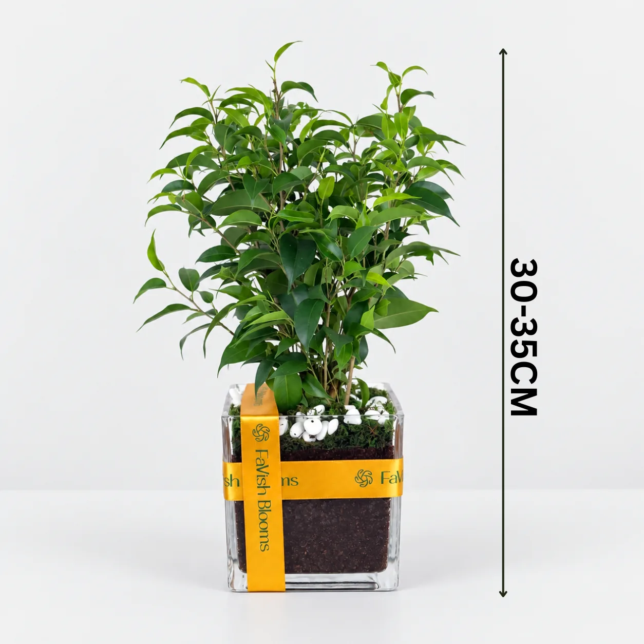 Ficus Benjamina Plant in Vase