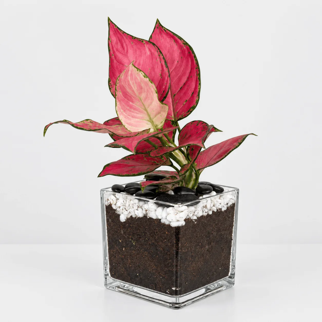 Red Aglaonema Plant in Glass Vase Elegant Greenery for Every Space