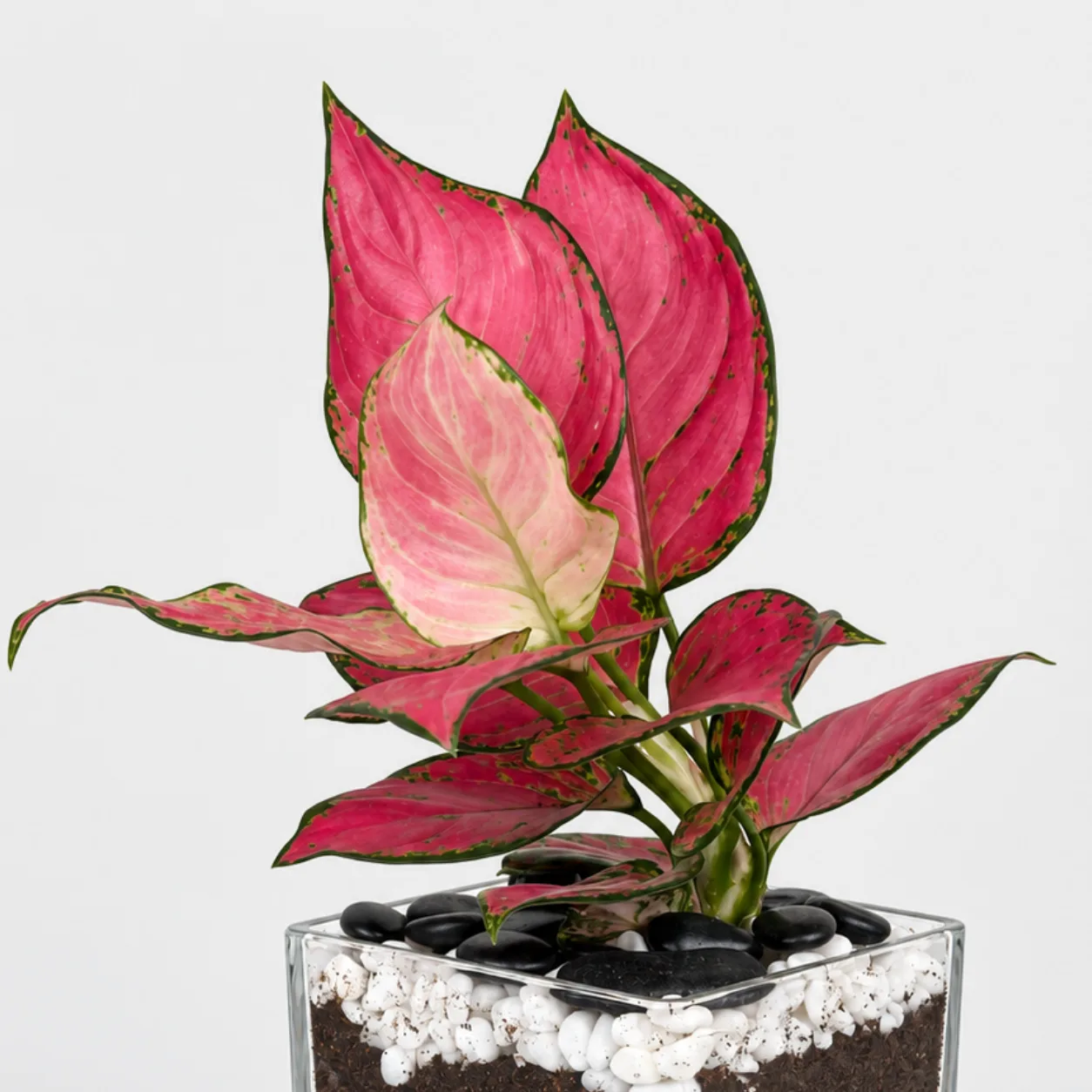 Premium Red Aglaonema Plant Beautifully Styled in a Glass Vase