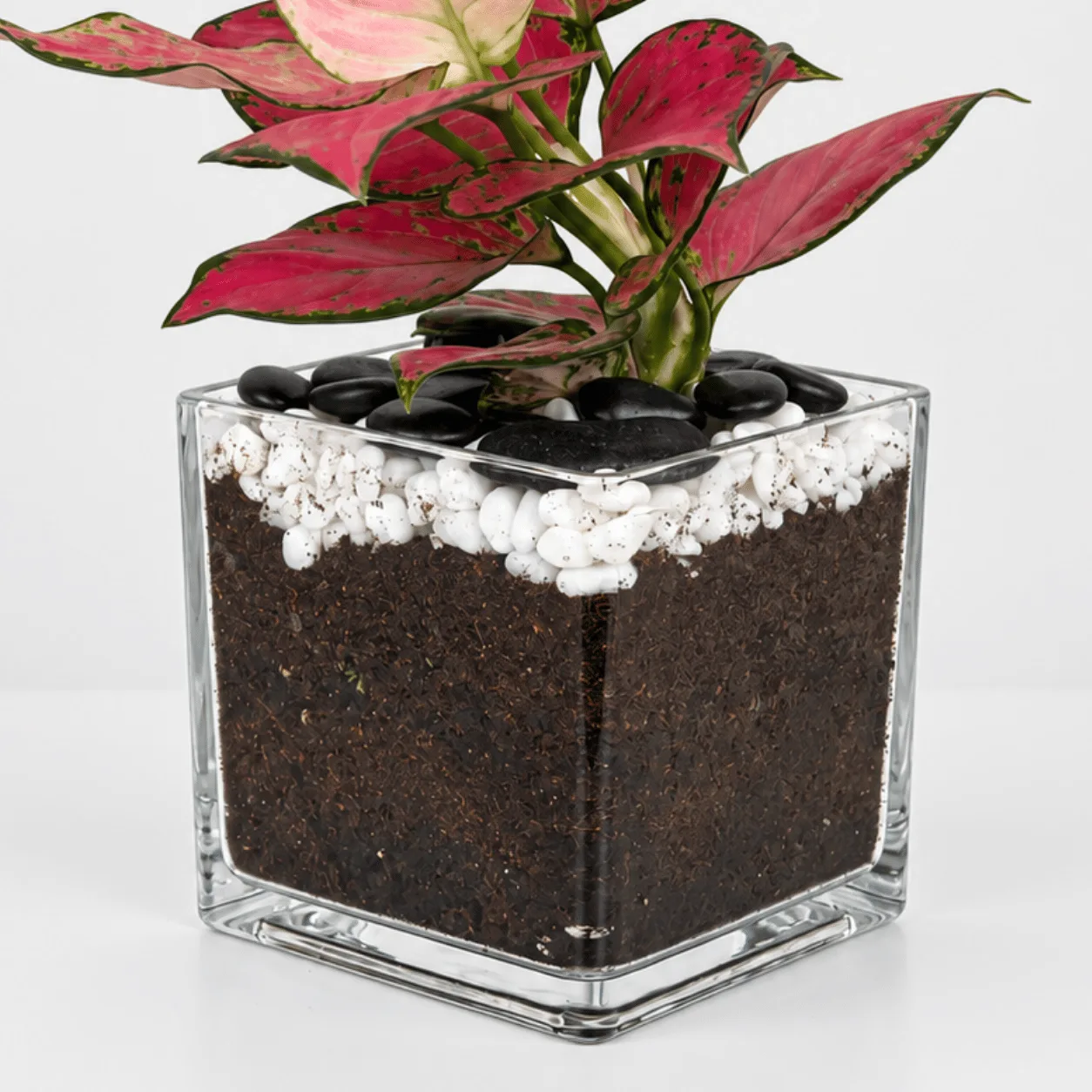 Red Aglaonema Plant in Glass Vase