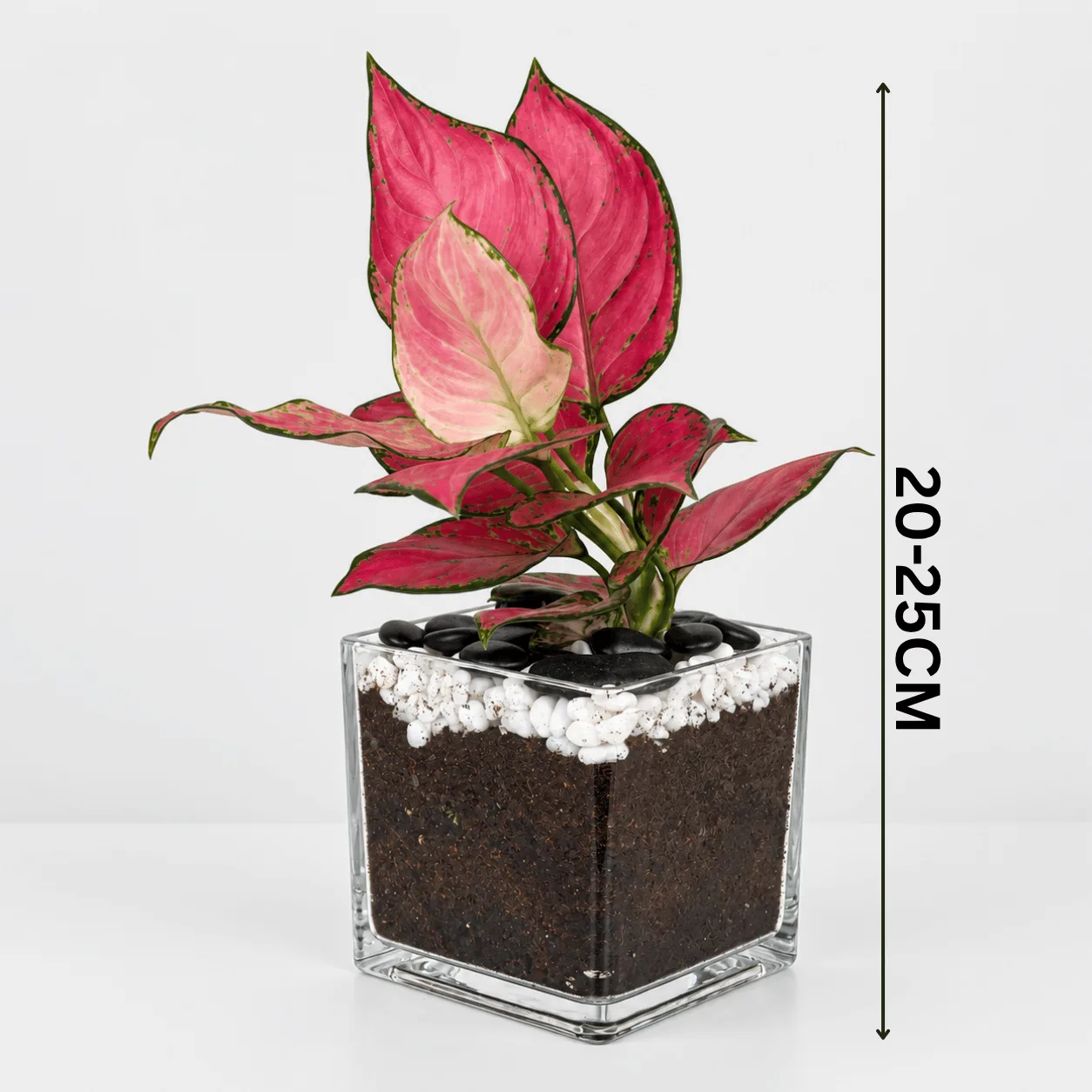 Red Aglaonema in Glass Vase A Fresh & Stylish Indoor Plant Gift