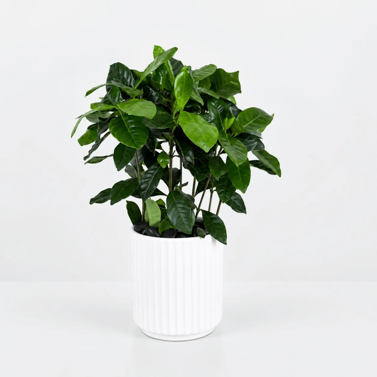 Gardenia Jasminoides Indoor Plant Fresh Greenery for Elegant Interiors