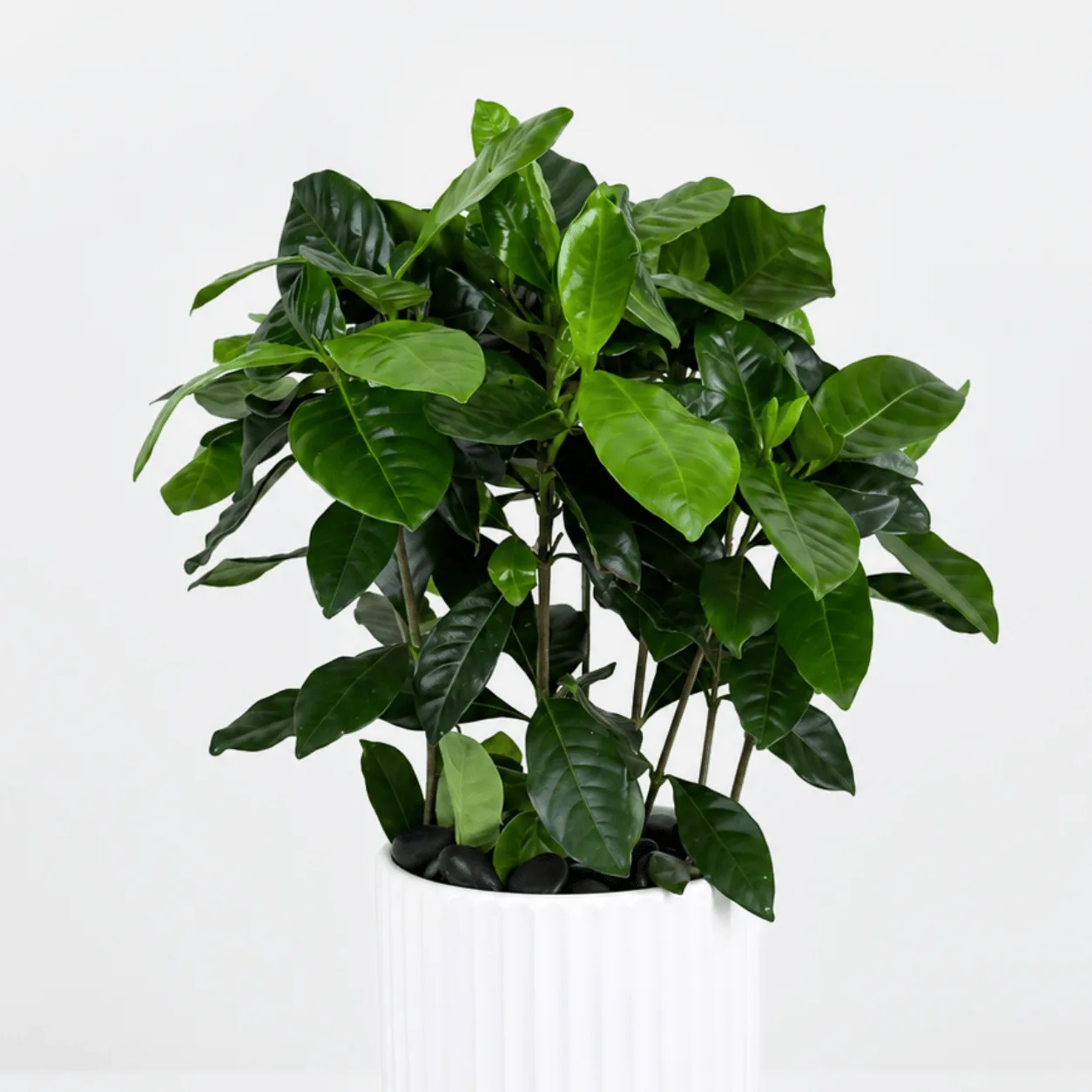 Lush, Glossy & Refreshing A Beautiful Touch of Nature for Any Space