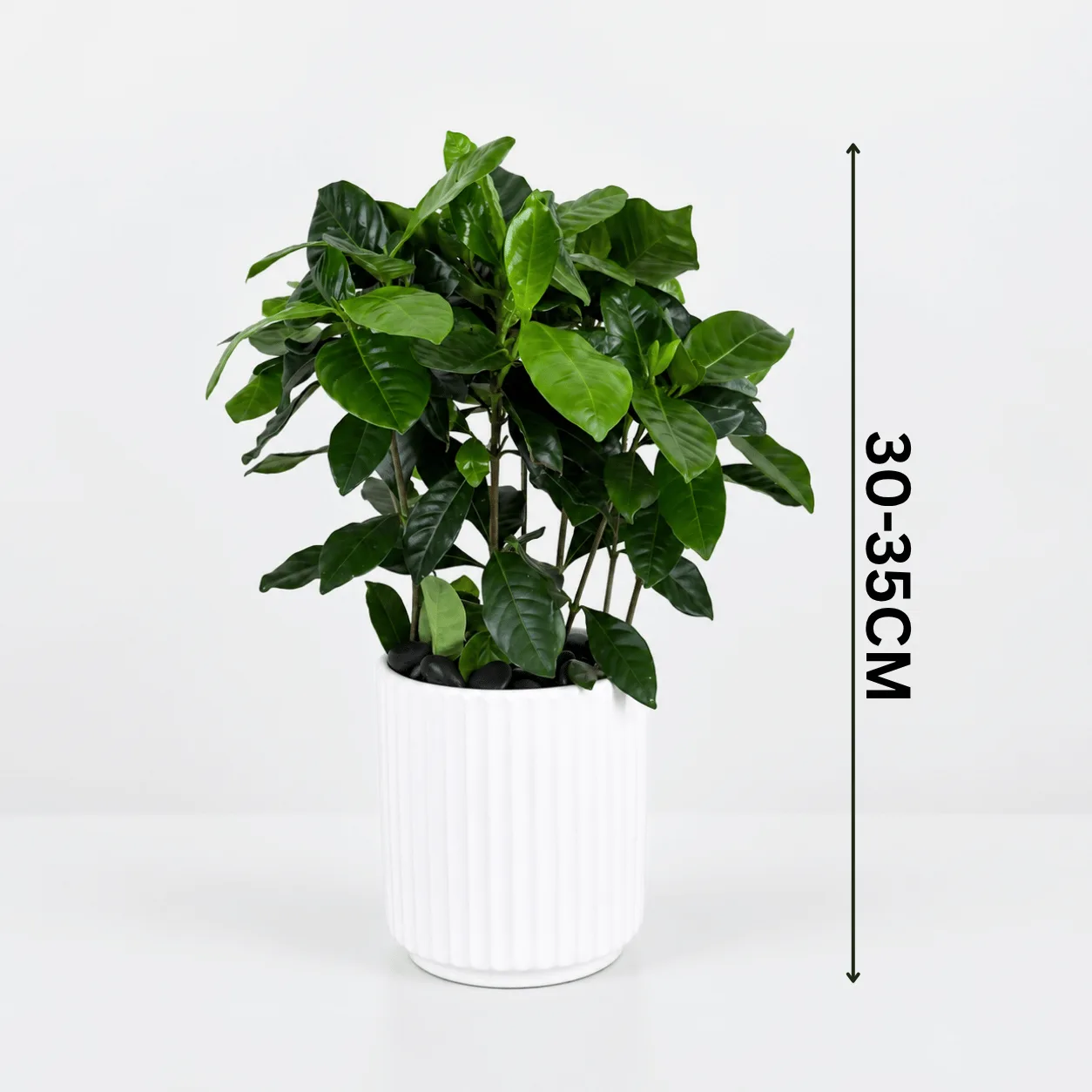 Perfect for Home & Office Décor Stylish, Fresh & Gift-Ready