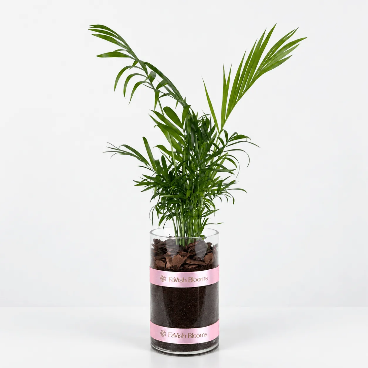 Chamaedorea Elegans Palm in Glass Vase with fresh green foliage, ideal for home and office décor.