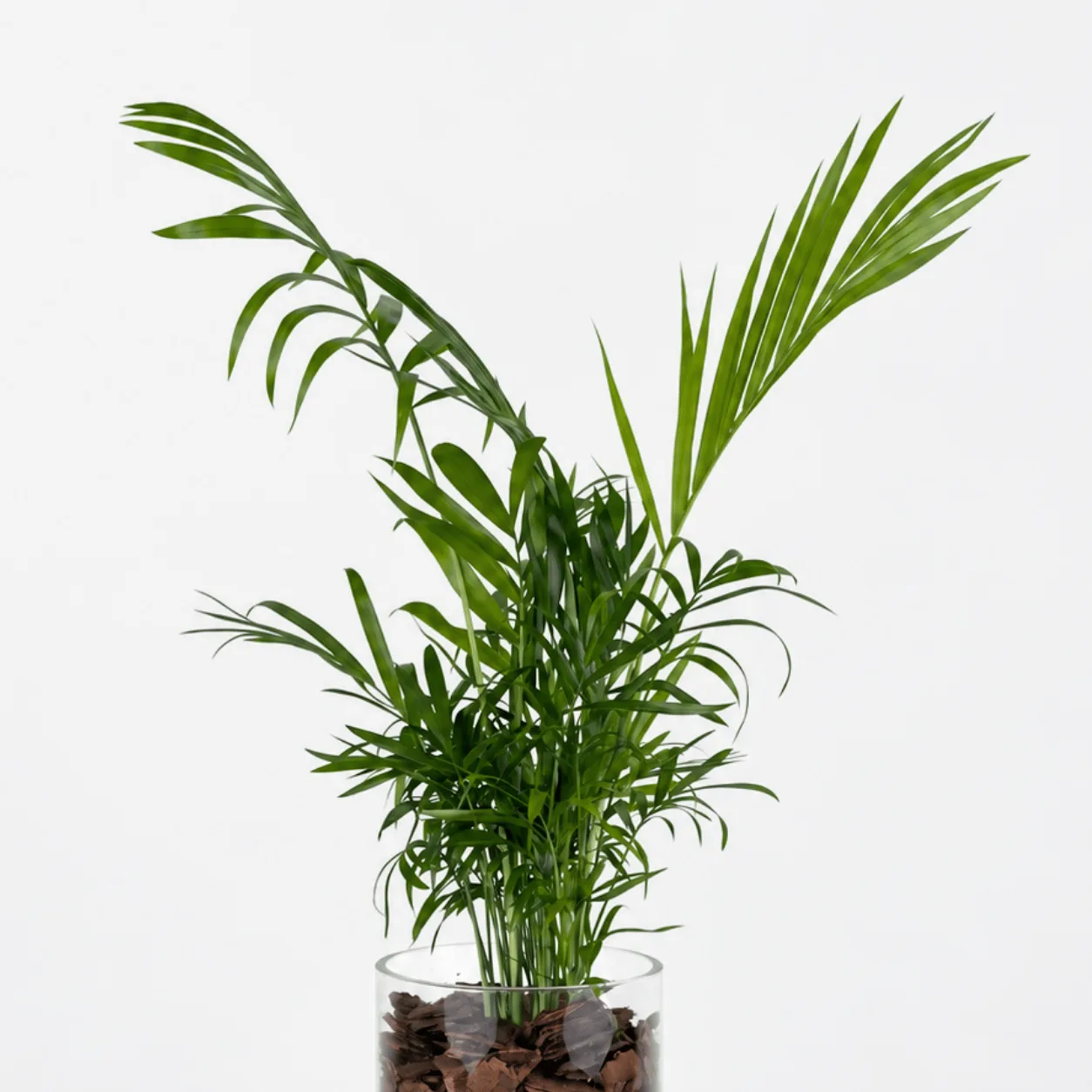 Elegant Chamaedorea Elegans Palm arranged in a clear glass vase for a modern indoor plant display.
