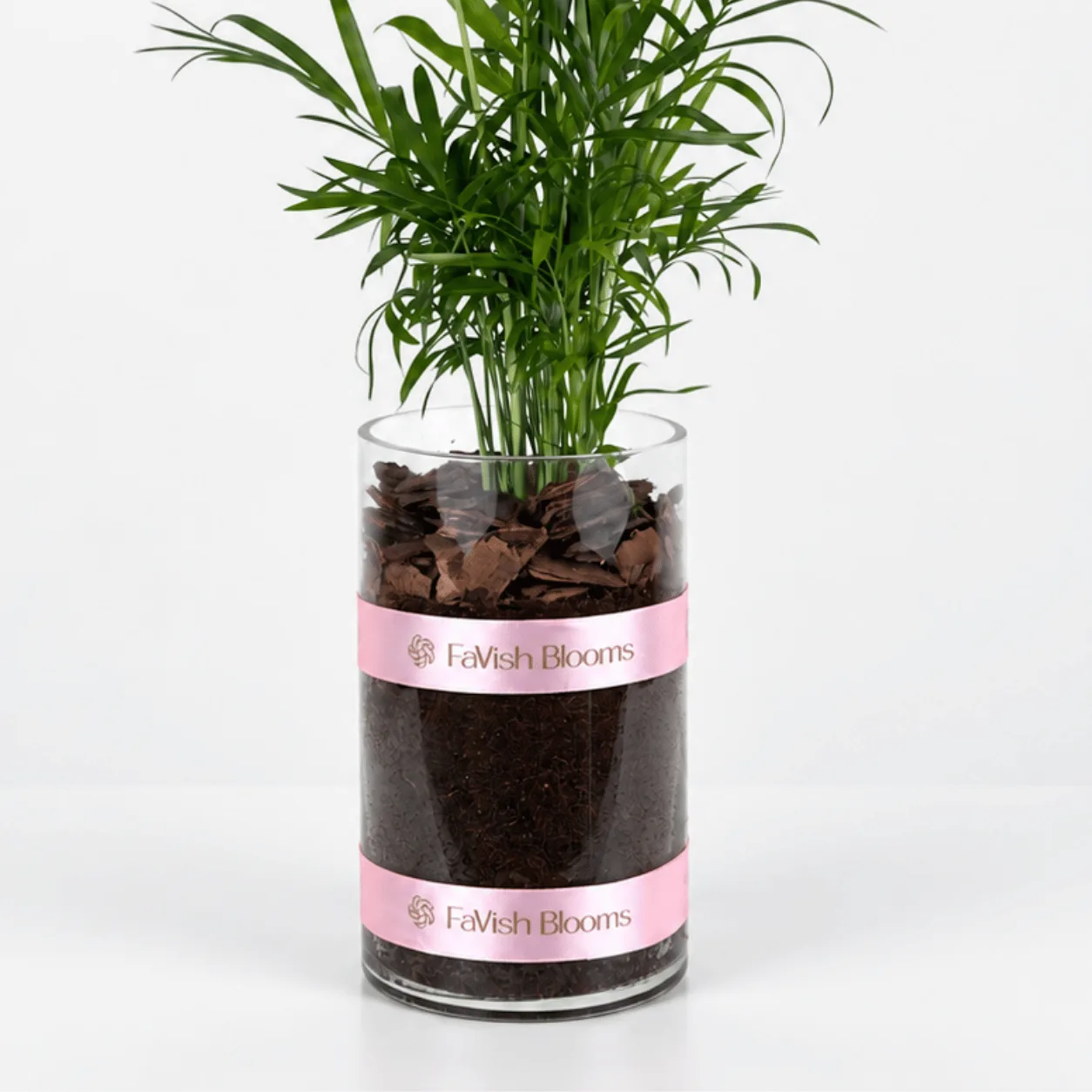Fresh Chamaedorea Elegans Palm in Glass Vase, a stylish green plant gift for homes, desks, and offices.