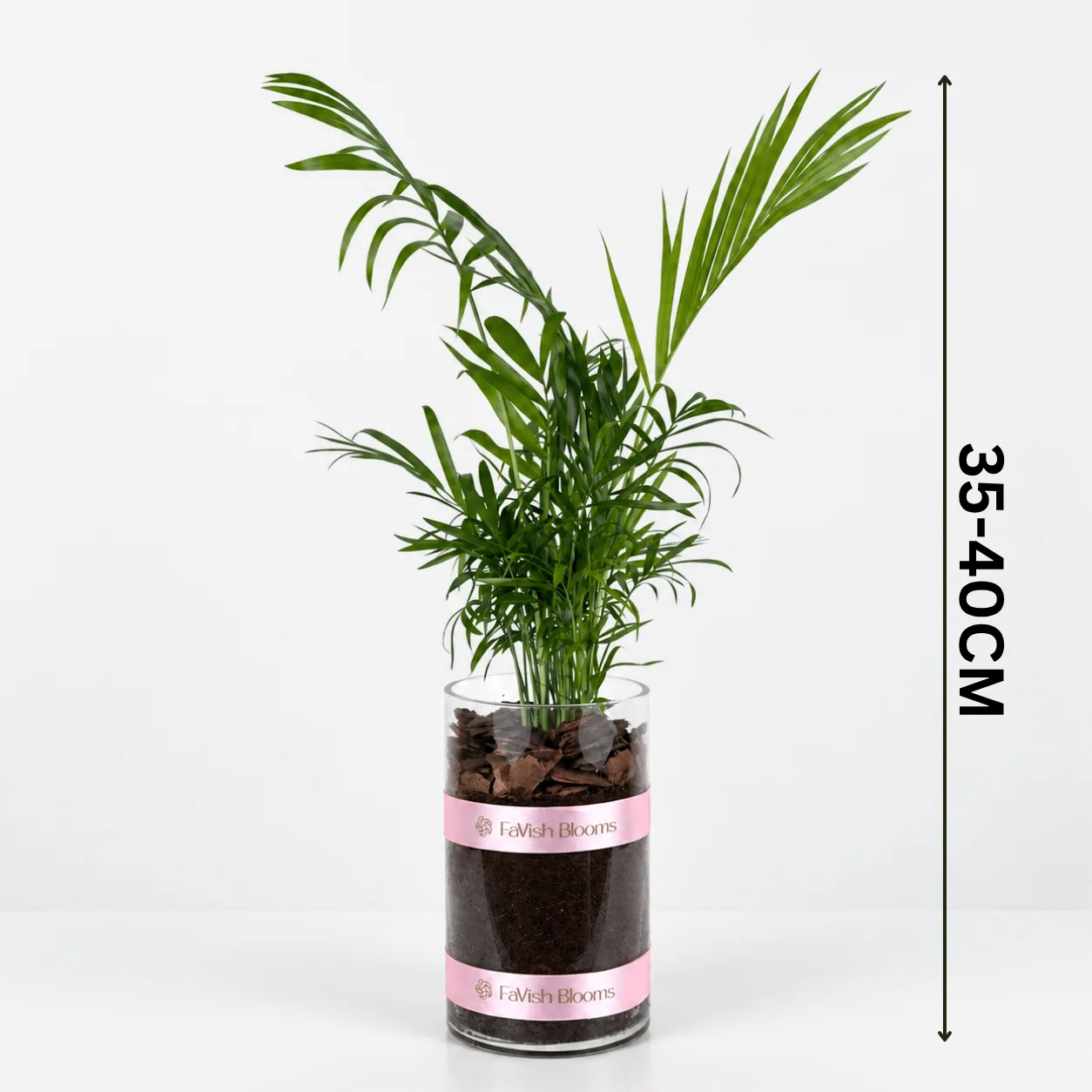 Chamaedorea Elegans Palm in Glass Vase