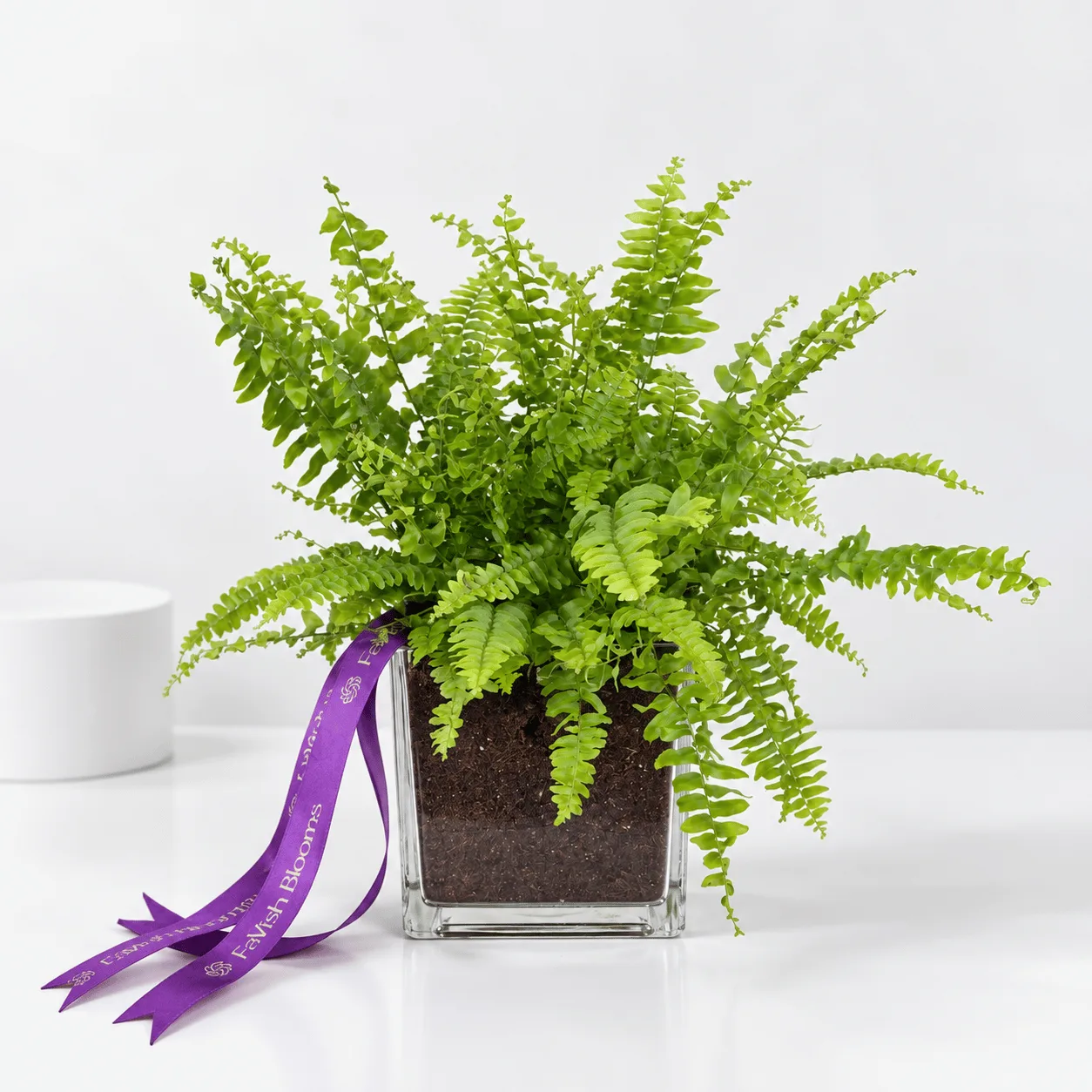 Green Fern Plant in Glass Vase – Elegant Indoor Plant Gift