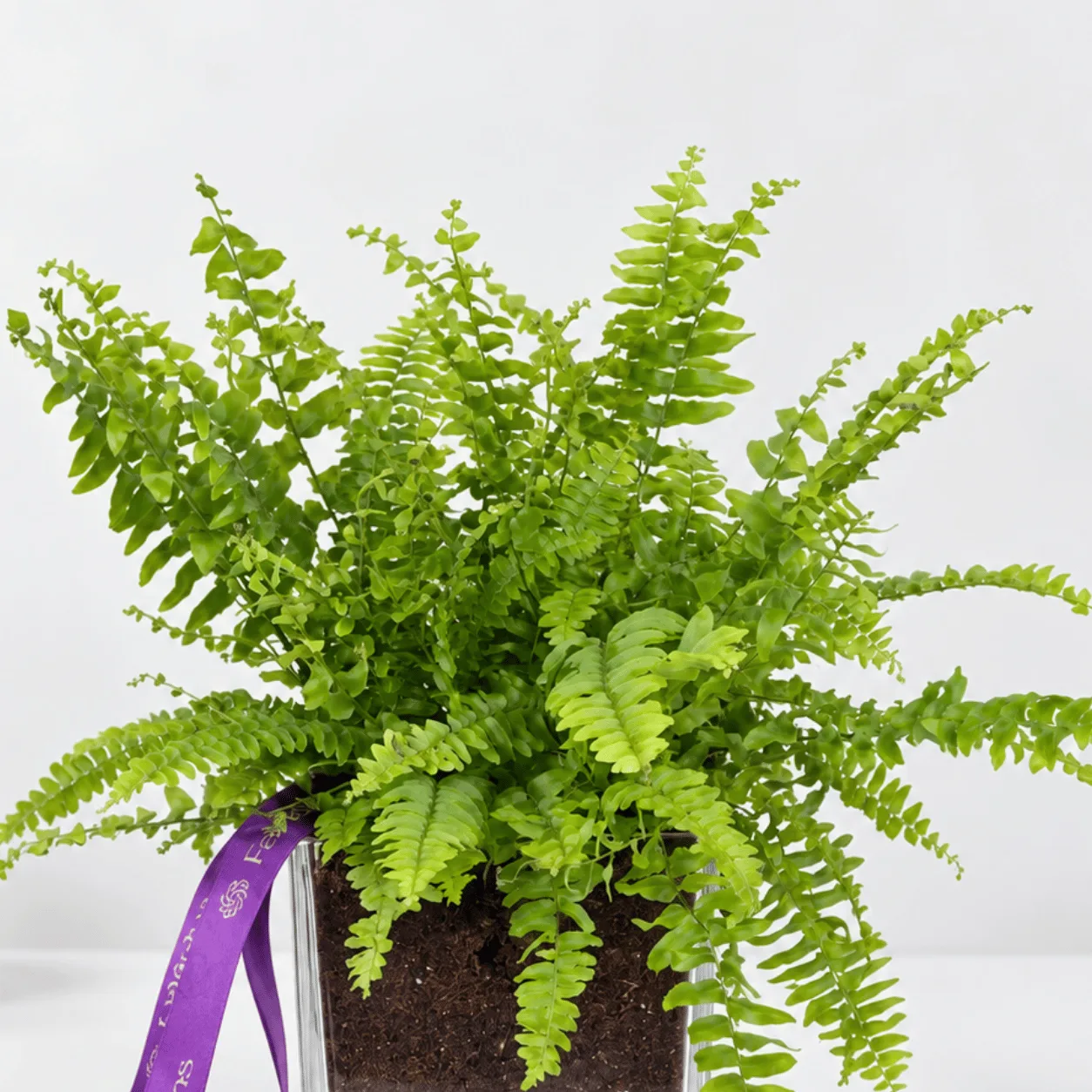 Fresh Green Fern in Clear Glass Vase for Home & Office Décor