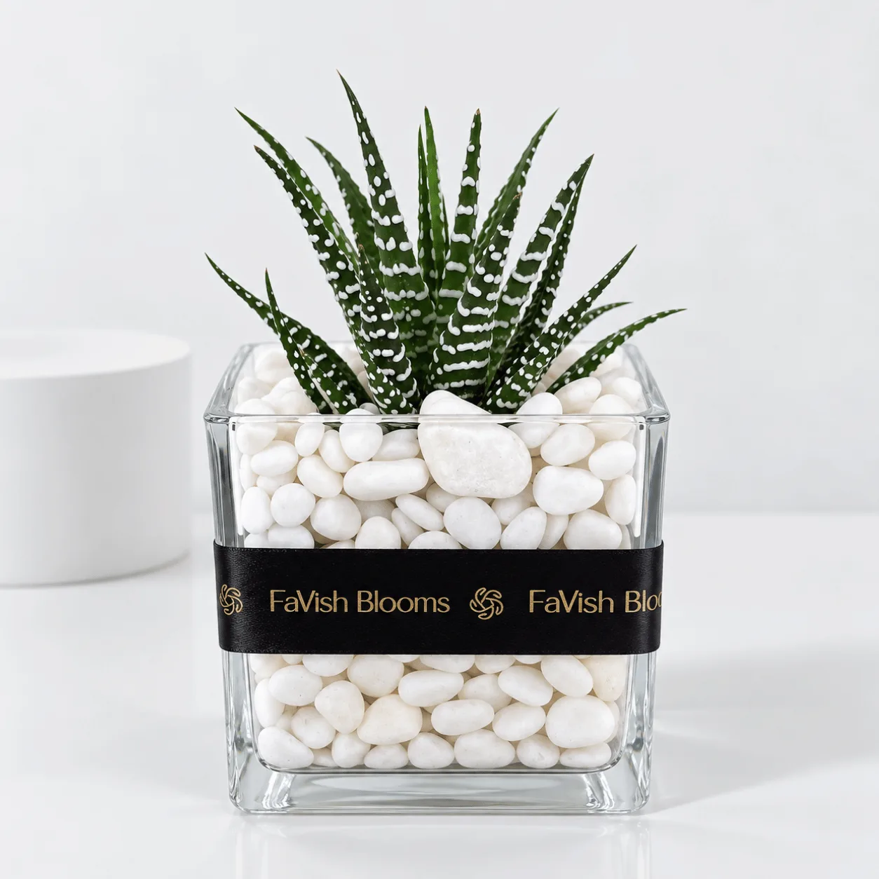 Zebra Succulent Plant in Clear Glass Vase