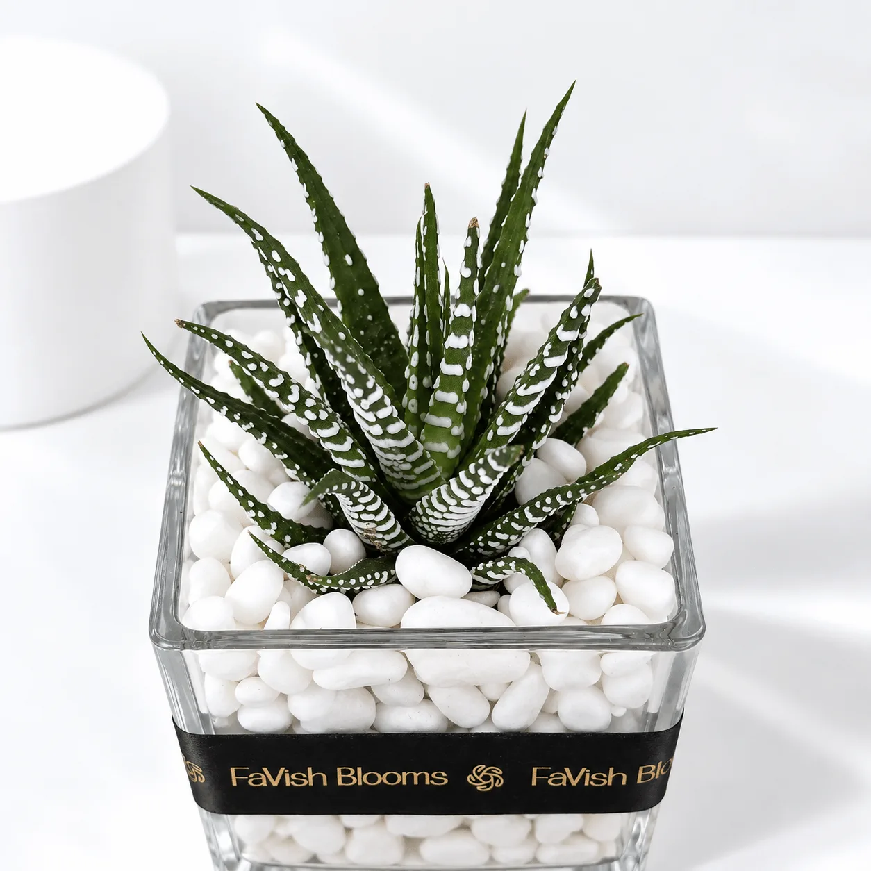 Indoor Zebra Succulent Plant in Decorative Clear Glass Vase