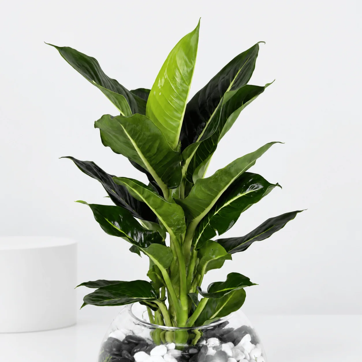 Green Magic Dieffenbachia Plant in decorative pot for indoor home décor