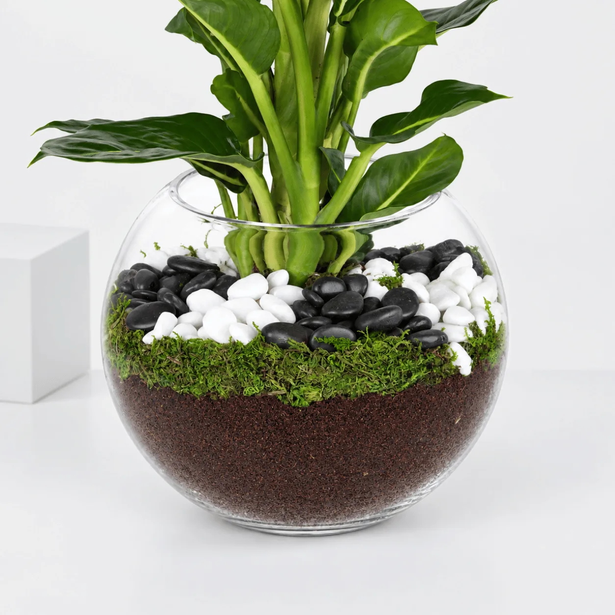 Fresh Green Magic Dieffenbachia indoor plant with vibrant green leaves