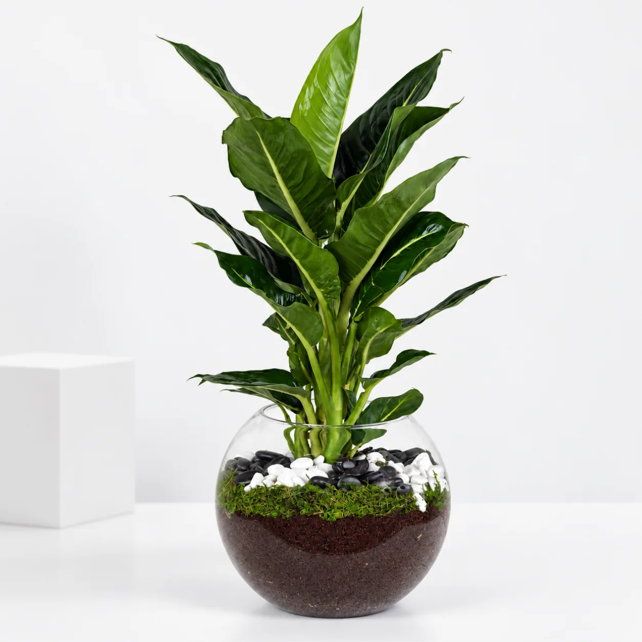 Green Magic Dieffenbachia Plant for home, office and indoor decoration