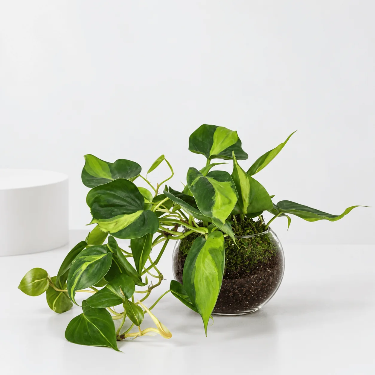Heartleaf Philodendron in Glass Bowl with Fresh Green Leaves