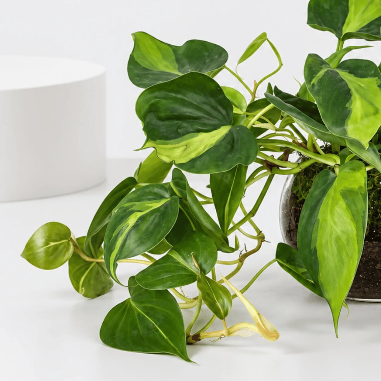 Green Heartleaf Philodendron in Glass Bowl – Indoor Plant Dubai