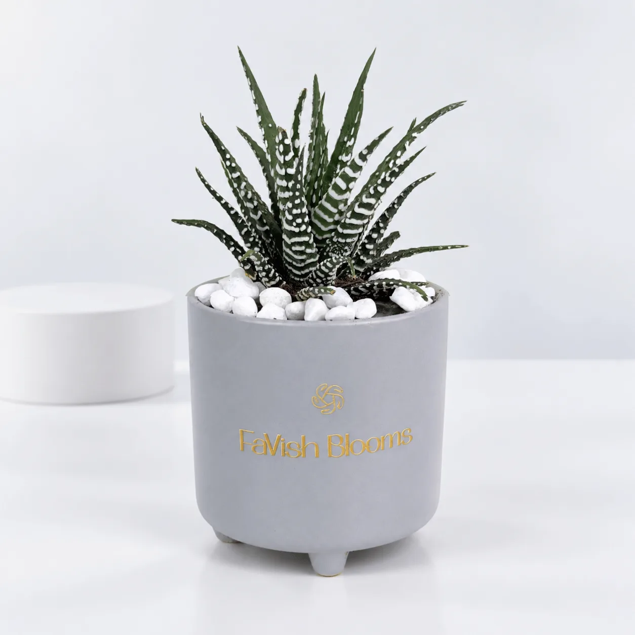 Zebra Haworthia Succulent in Grey Ceramic Pot – Indoor Plant Dubai