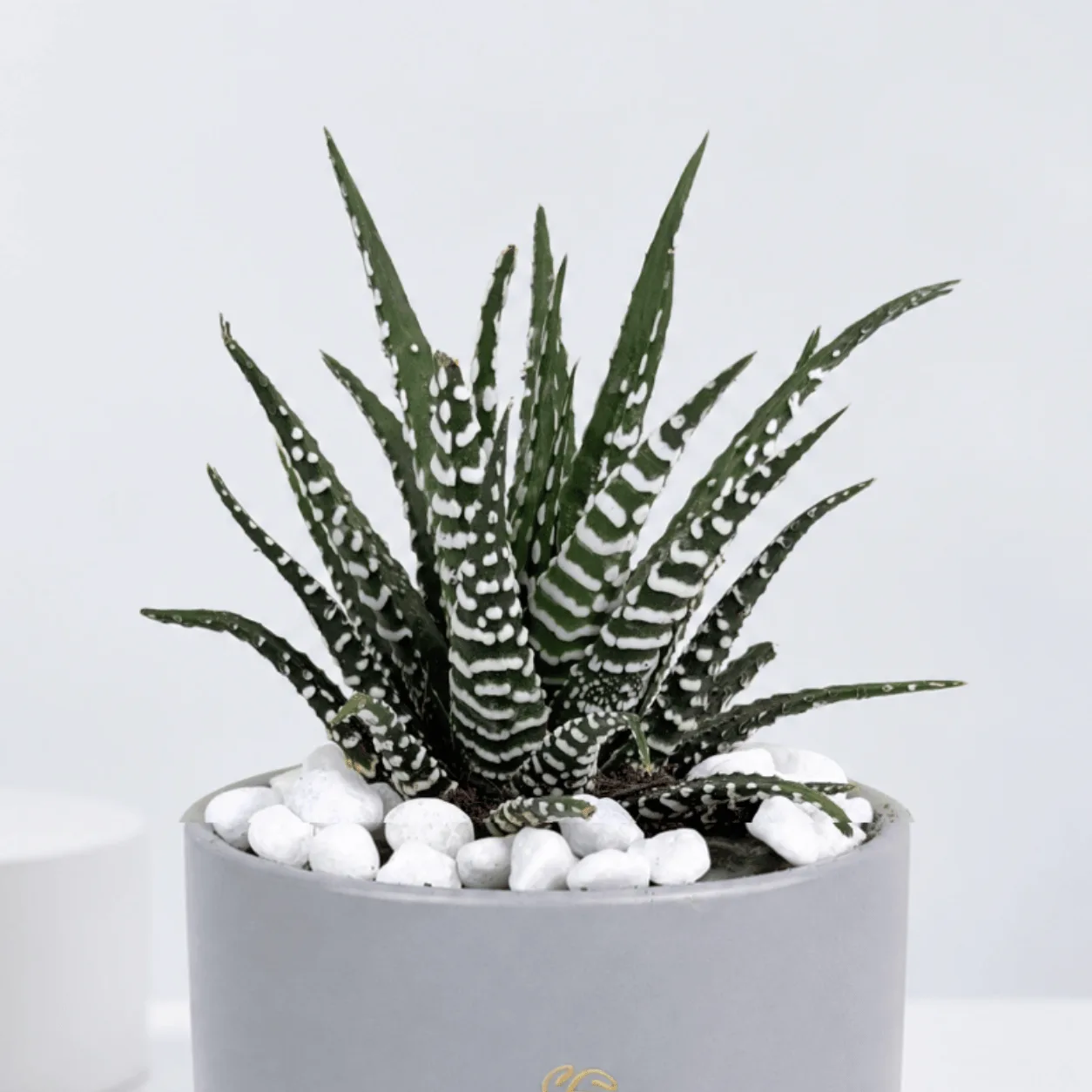 Elegant Zebra Haworthia Succulent in Grey Ceramic Pot for Home & Office
