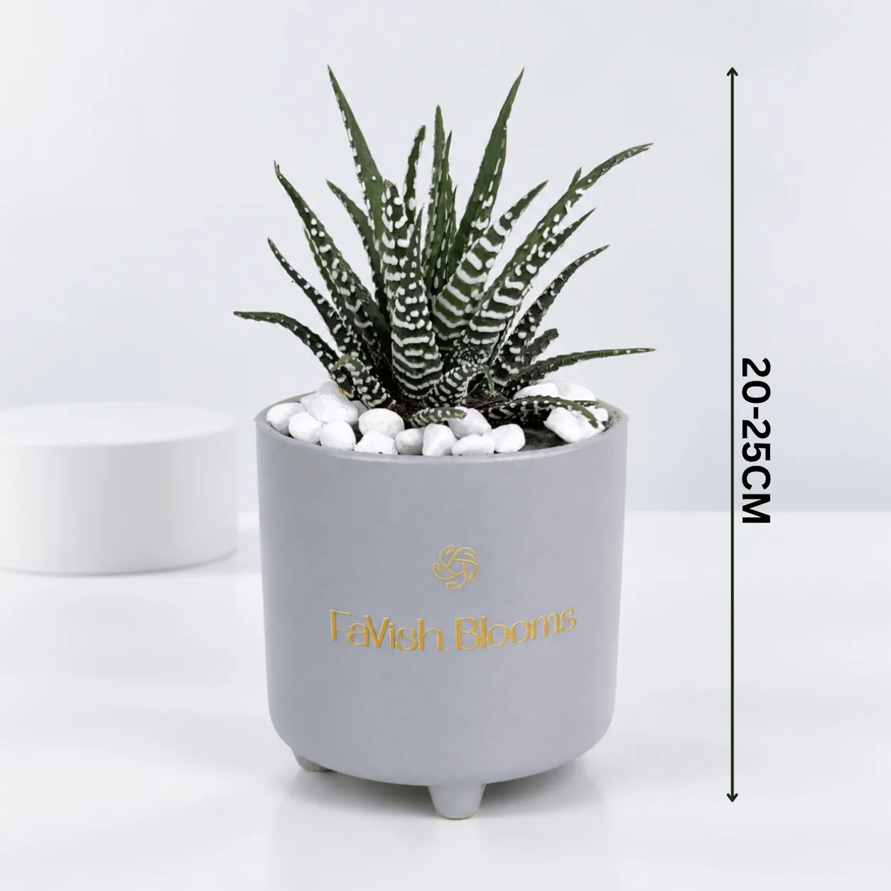 Zebra Haworthia Succulent in Grey Ceramic Pot – Plant Gift in Dubai