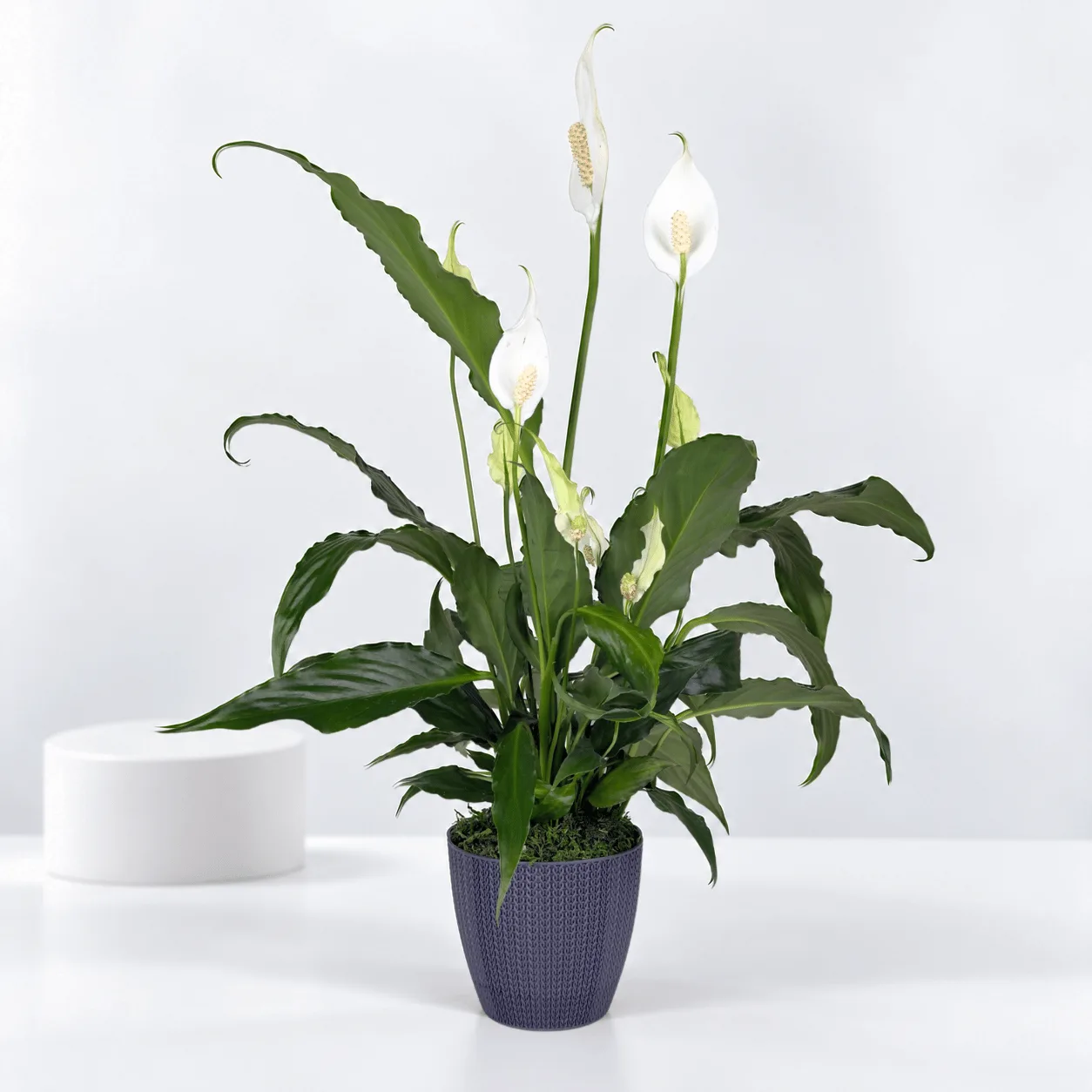 Elegant Peace Lily Indoor Plant in Dubai