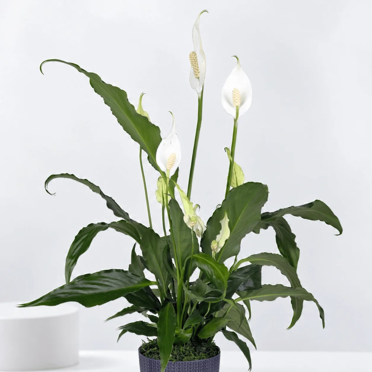 Elegant Peace Lily Indoor Plant in Decorative Pot
