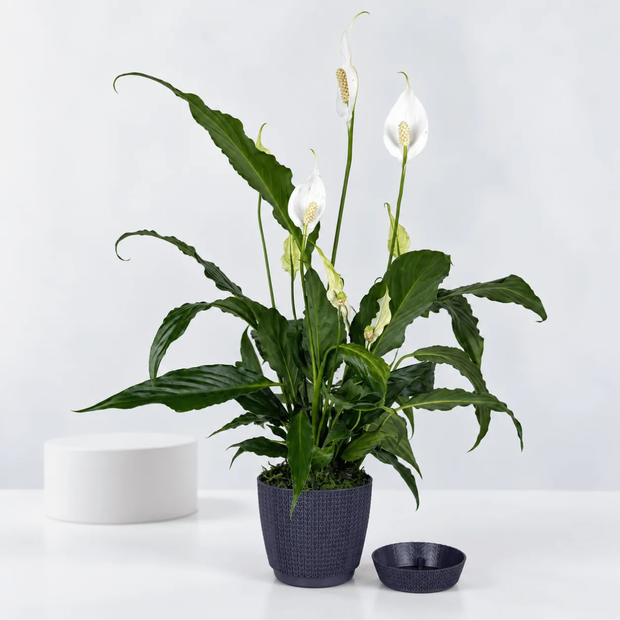 Elegant Peace Lily Indoor Plant for Home & Office Décor