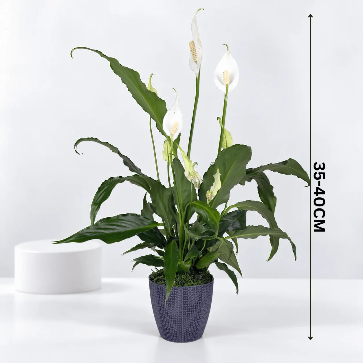 Elegant Peace Lily Indoor Plant featuring lush green leaves and graceful white blooms, beautifully presented for home décor, office spaces, housewarming gifts, birthdays, and elegant plant gifting in Dubai.