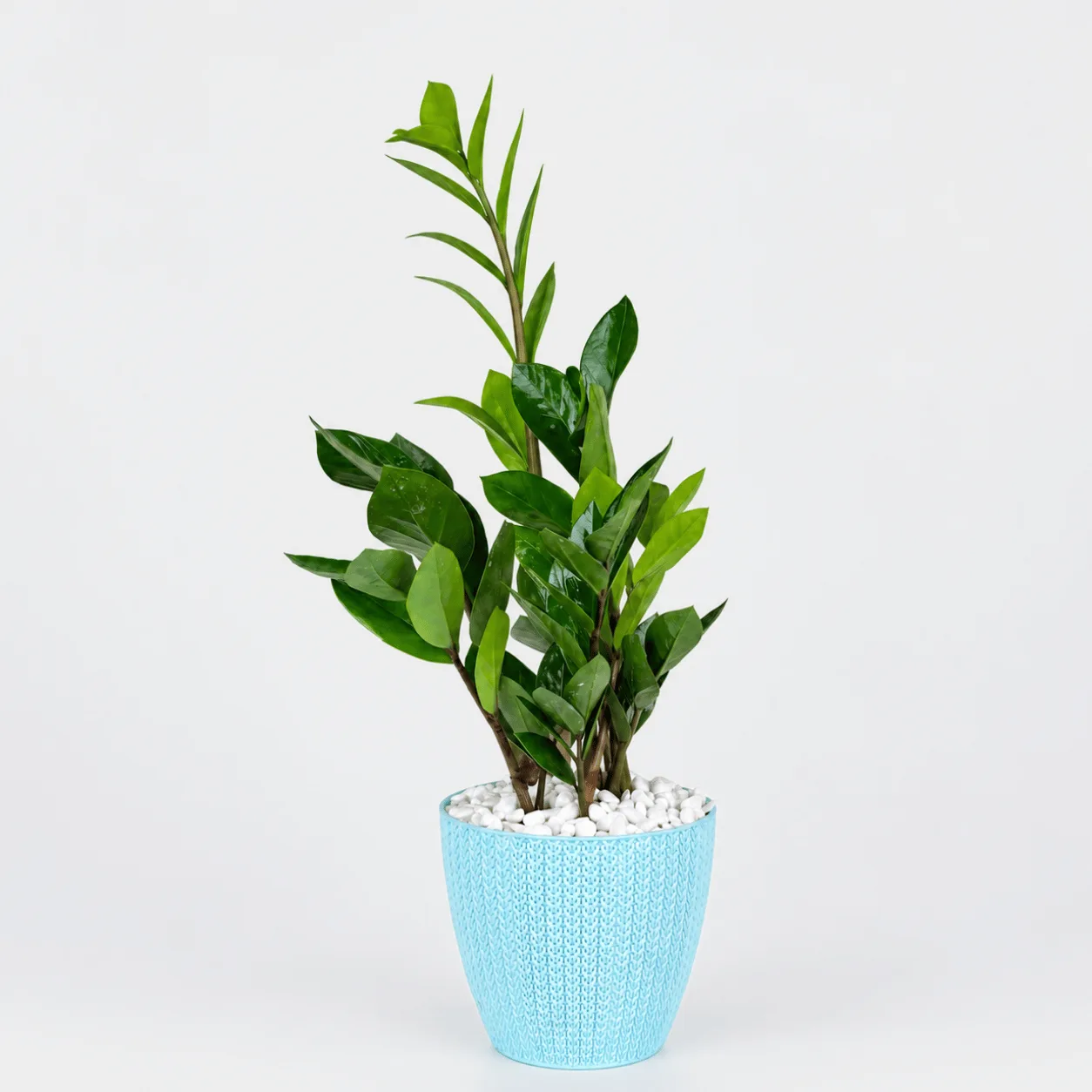 Zamioculcas Plant in Blue Pot in Dubai