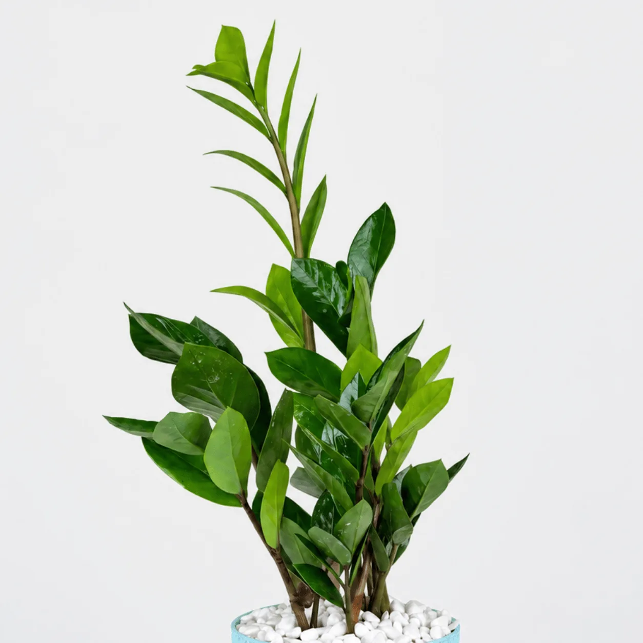 Zamioculcas Plant in Blue Pot