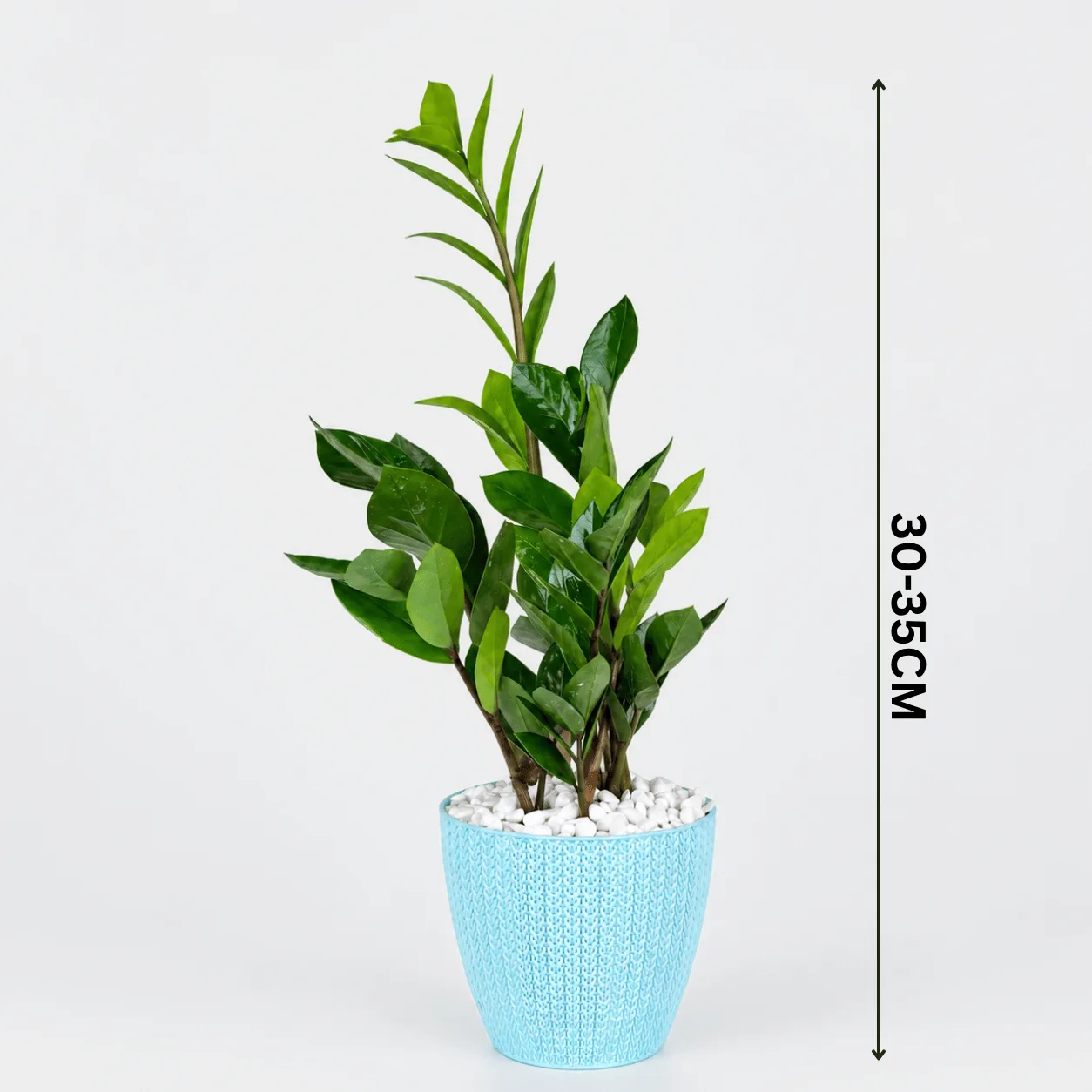 Fresh Zamioculcas Plant in Blue Pot, a stylish and low-maintenance indoor plant ideal for homes, offices, desks, and gifting in Dubai.