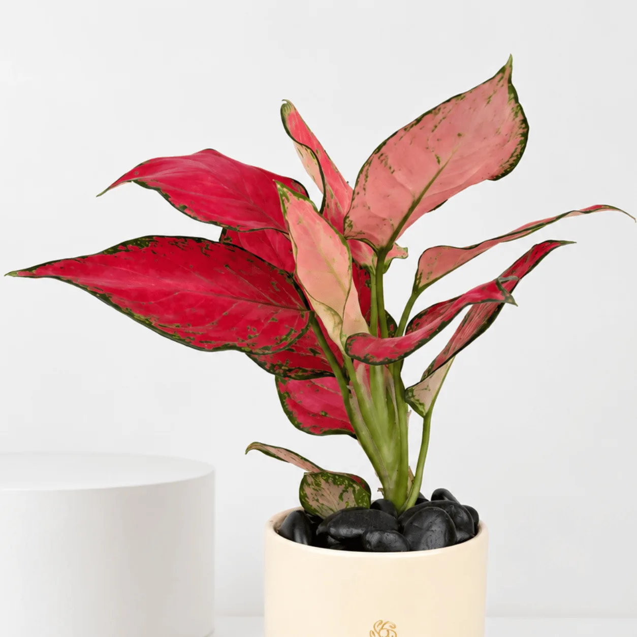 Red Aglaonema Plant in Ceramic Pot