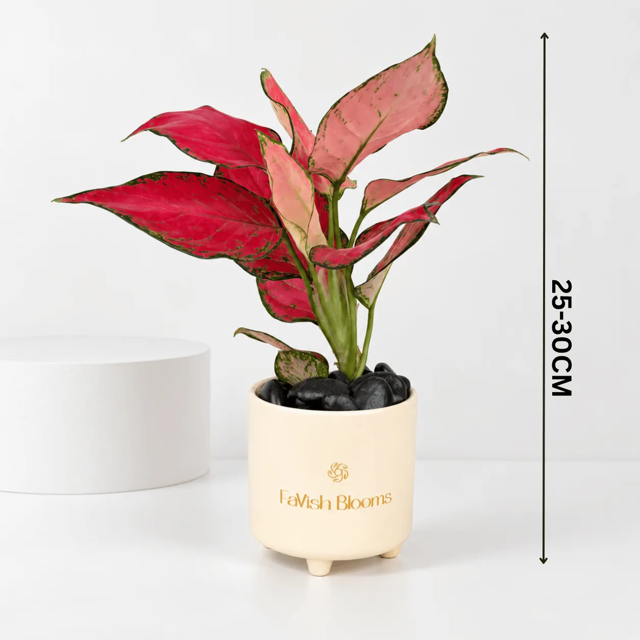 Red Aglaonema Plant in Ceramic Pot for Indoor Décor