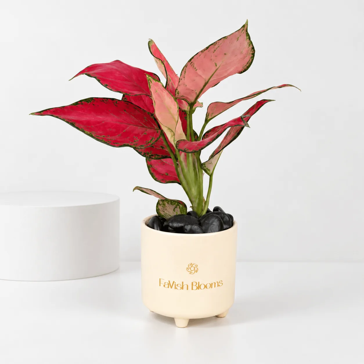 Elegant Red Aglaonema Plant in Ceramic Pot, perfect for homes, offices and gifting.