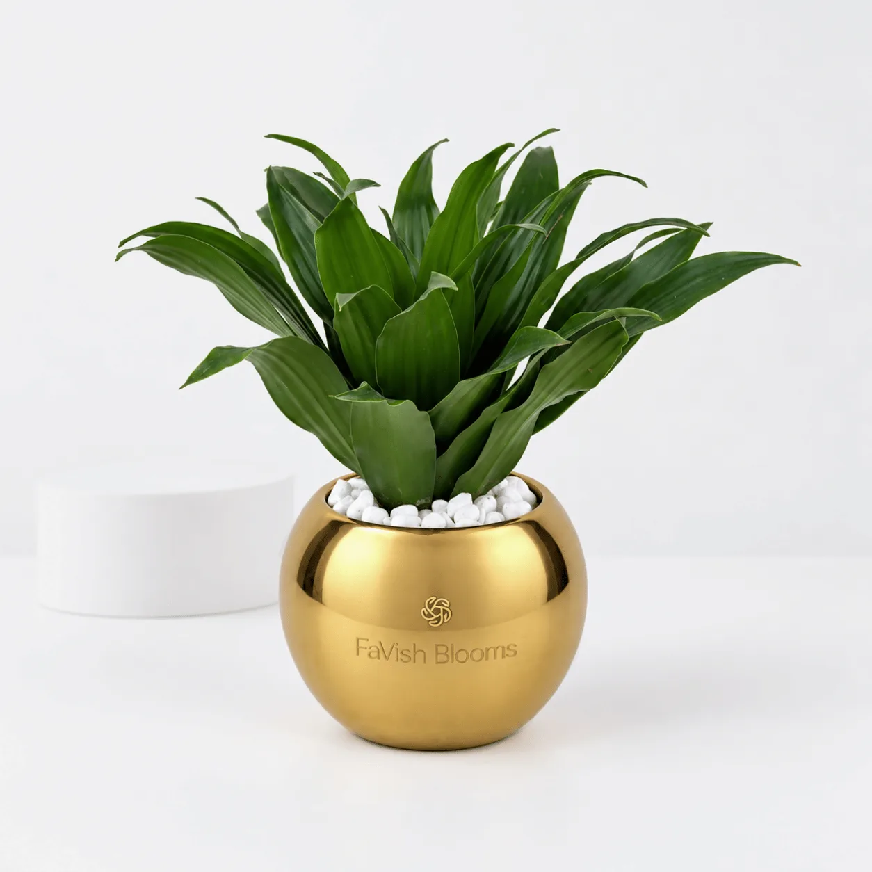Dracaena Compacta Plant in Gold Pot – Elegant Indoor Green Plant