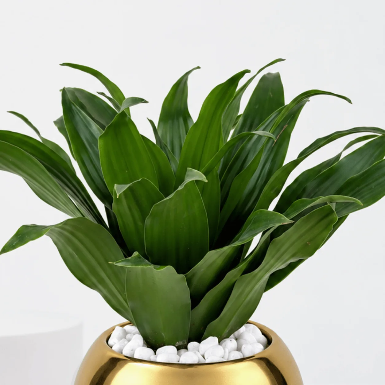 Luxury Dracaena Compacta Plant in Gold Pot for Home Décor