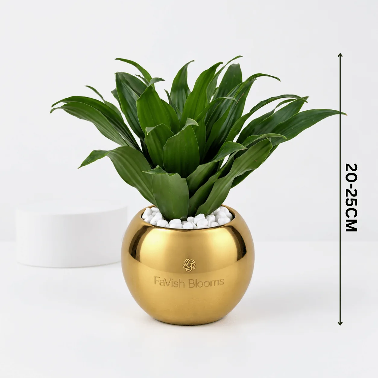 Dracaena Compacta Indoor Plant in Decorative Gold Pot