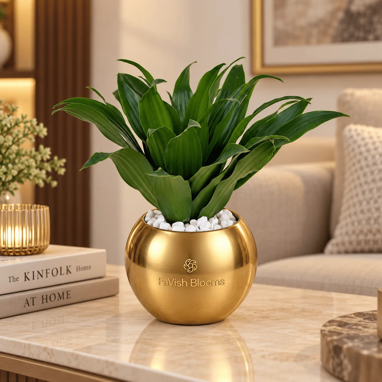 Fresh Dracaena Compacta Plant in Gold Pot – Indoor Plant Gift Dubai
