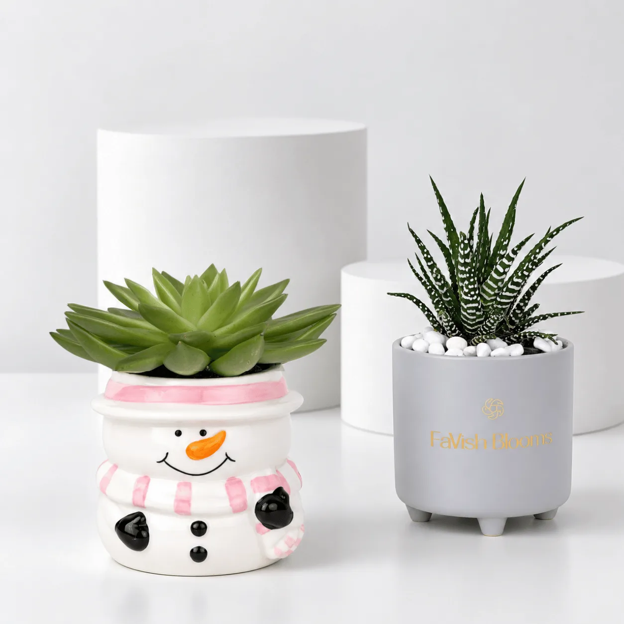 Succulent Duo in Decorative Ceramic Pots Dubai