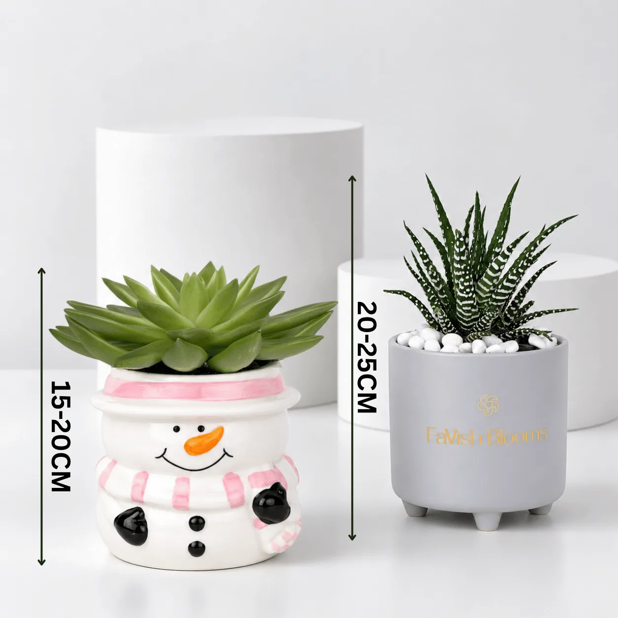 Succulent Duo in Decorative Ceramic Pots for Home and Office Decor in Dubai