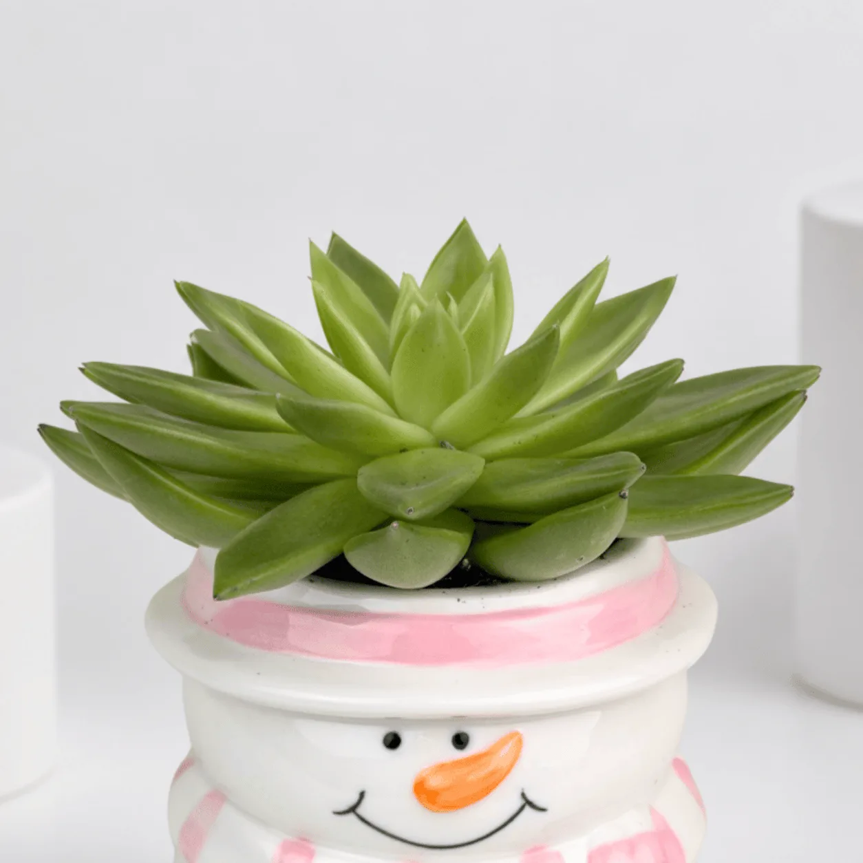 Green Succulent in Snowman Ceramic Pot