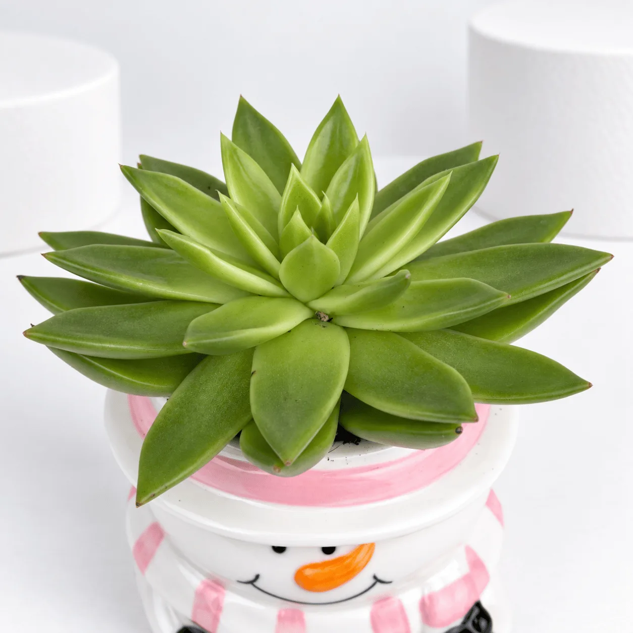 Cute Snowman Succulent Plant