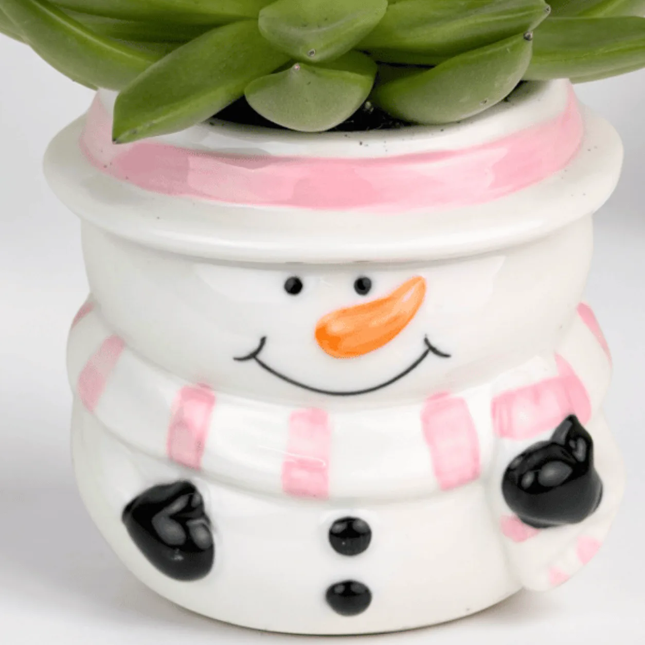 Festive Green Succulent Gift